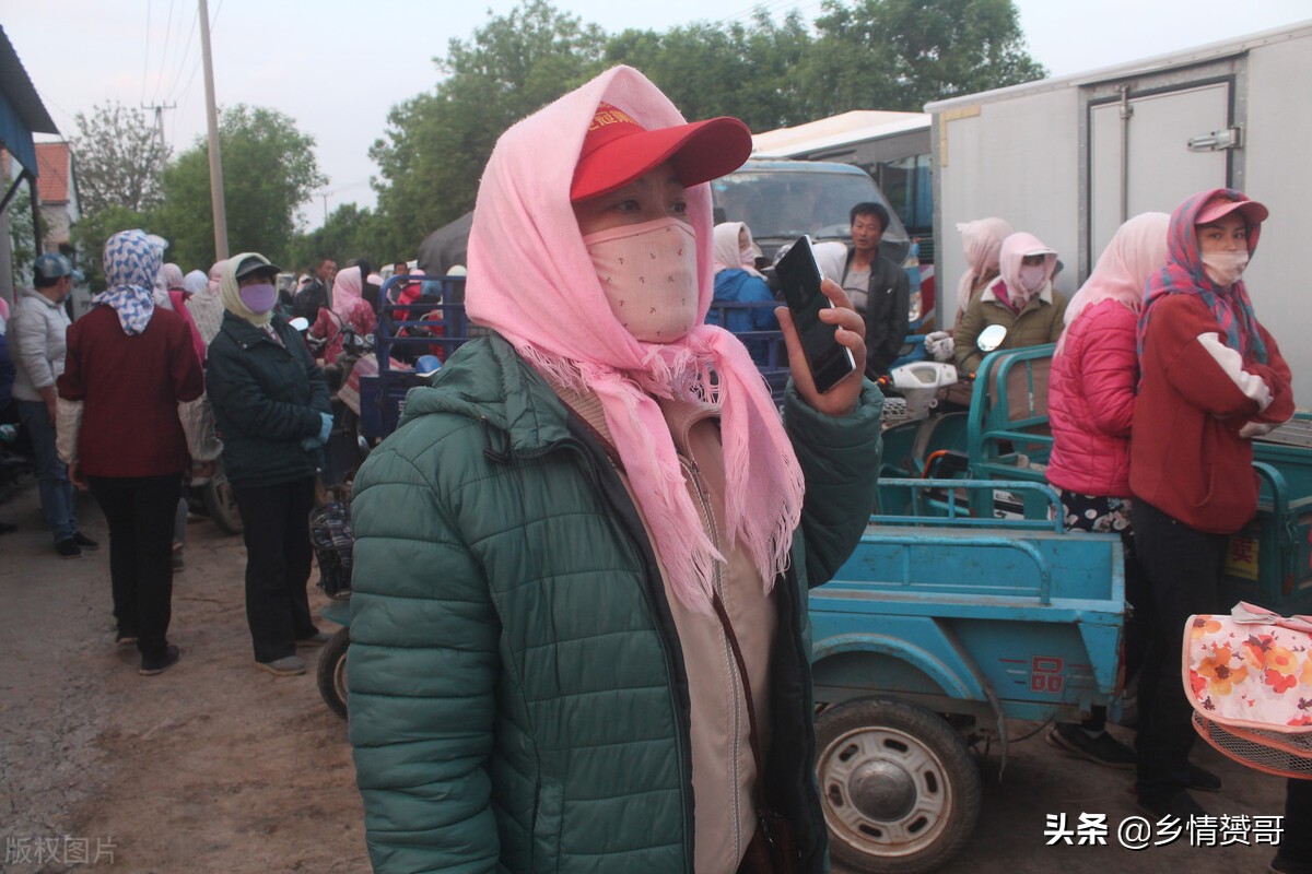 为什么民间有牛不韭羊不姜的说法,鱼不蒜牛不韭肉不姜有什么讲究