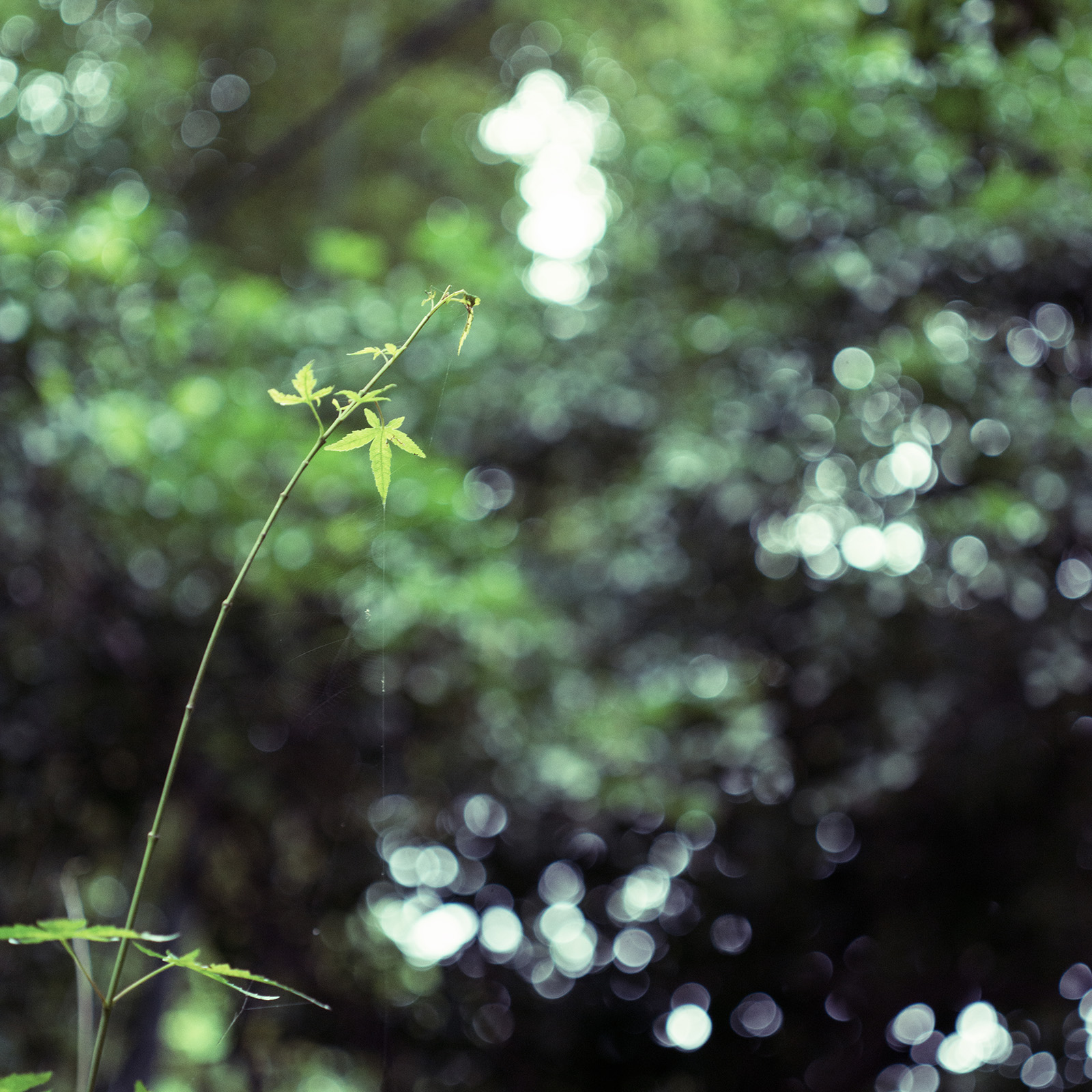 第14篇，尼康相机的标头-2021年元旦快乐