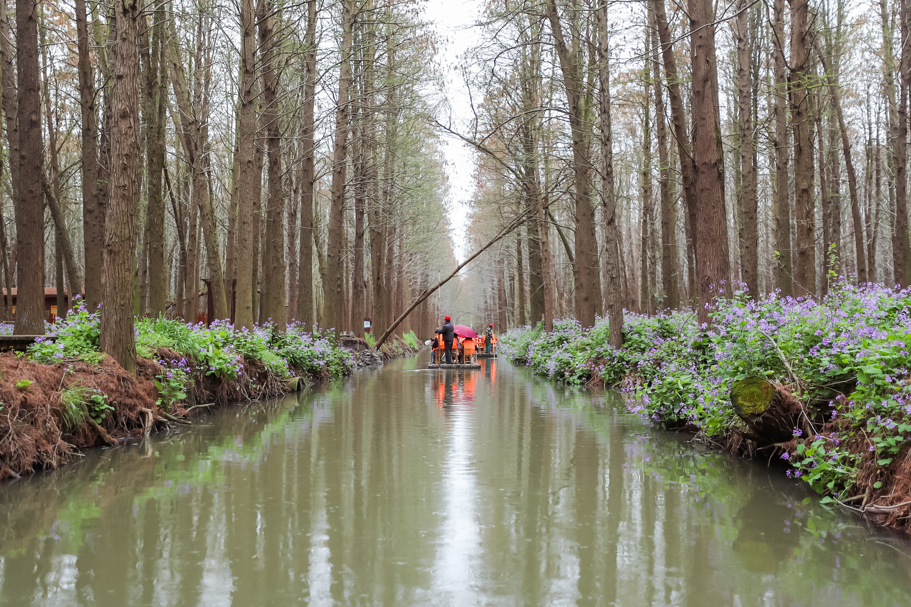 兴化看油菜花一日游,兴化千亩油菜花旅游