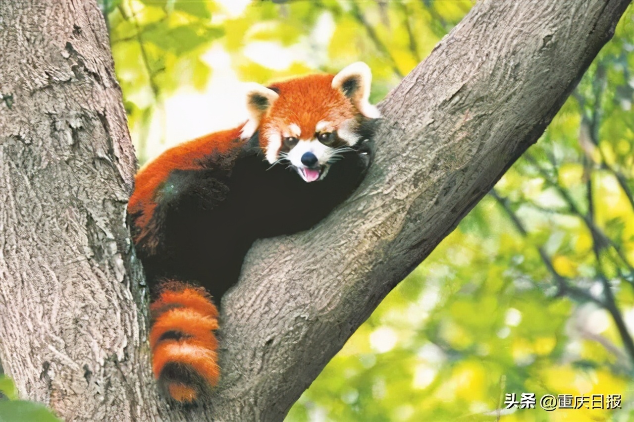 打卡巴渝美景武隆,打卡巴渝美景安富镇