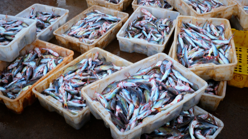 湛江遂溪角头沙旅游攻略,湛江江洪镇旅游攻略