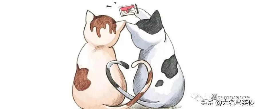 又双叒想要一只新猫咪了，该怎么做