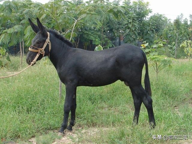 驴肉价格为啥差那么多,驴肉市价