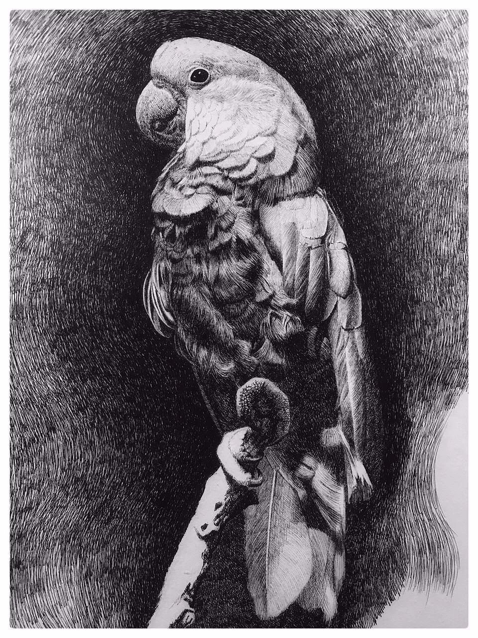 简单针管笔手绘花,简单易学针管笔手绘