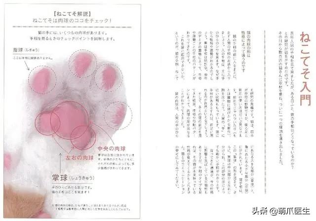 怎么让猫主动求抱抱,如何让猫给撸给抱