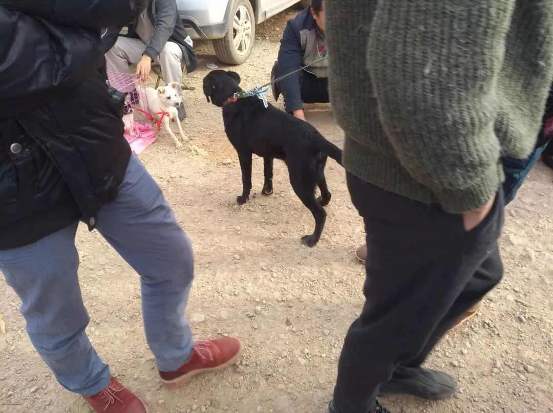 出售拉布拉多幼犬50元一只,黑色拉布拉多幼犬200元出售同城