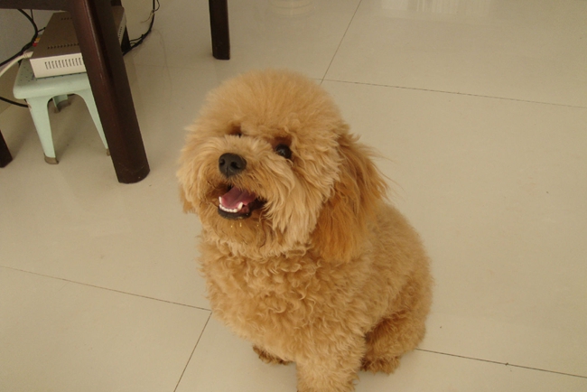 泰迪犬早上起来吐黄泡沫是咋回事,泰迪犬吐黄色泡沫怎么办