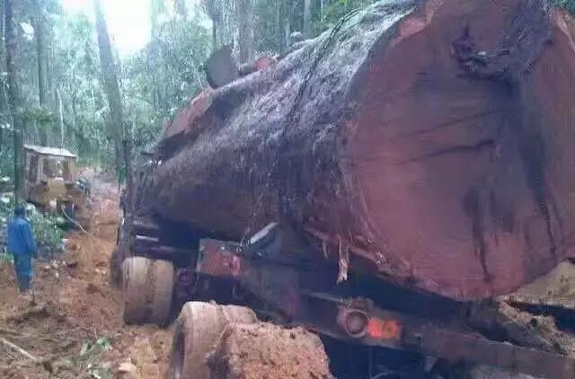 明清时期最受欢迎的7种红木用材,红木用材特征分类标准有哪些