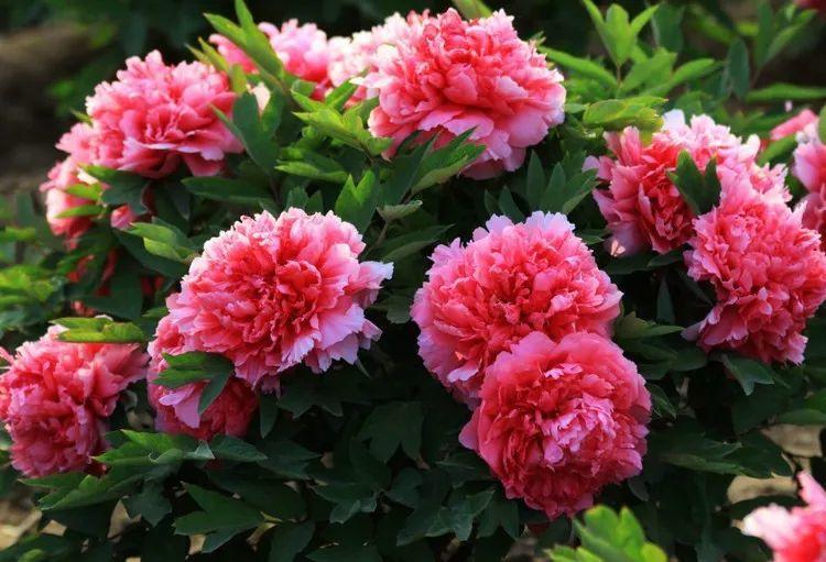 看过才明白为什么牡丹是国花,为什么有人说中国国花是牡丹