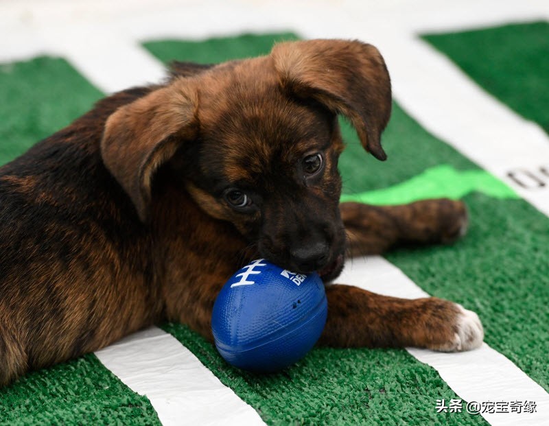 宠物全美大赛,美国奥兰多宠物展冠军