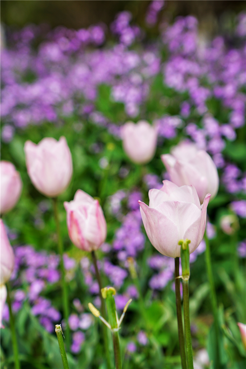 我和宿州有个约会，一场花事，一次慢旅行，探寻最烟火的宿州味道