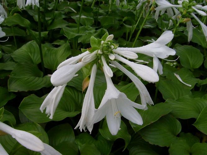 路边绿化常见花草图片及名称,63种路边常见却叫不上名的花草