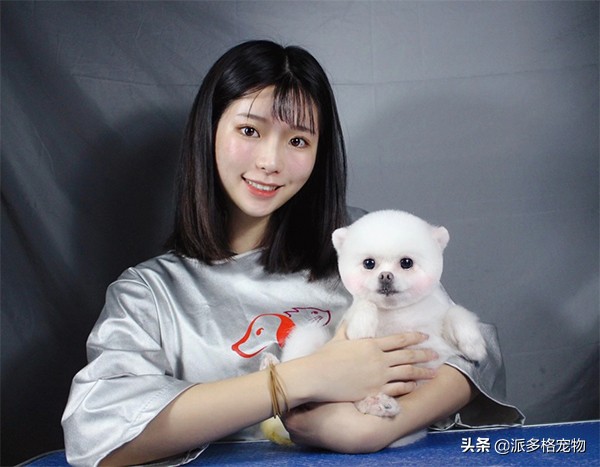 运城有派多格宠物店吗,派多格宠物加盟费多少钱