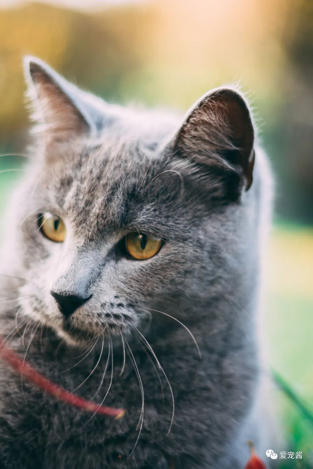 濡備綍鎿︽帀鐚挭娉棔,娌荤枟鐚挭娉棔鐨勮嵂