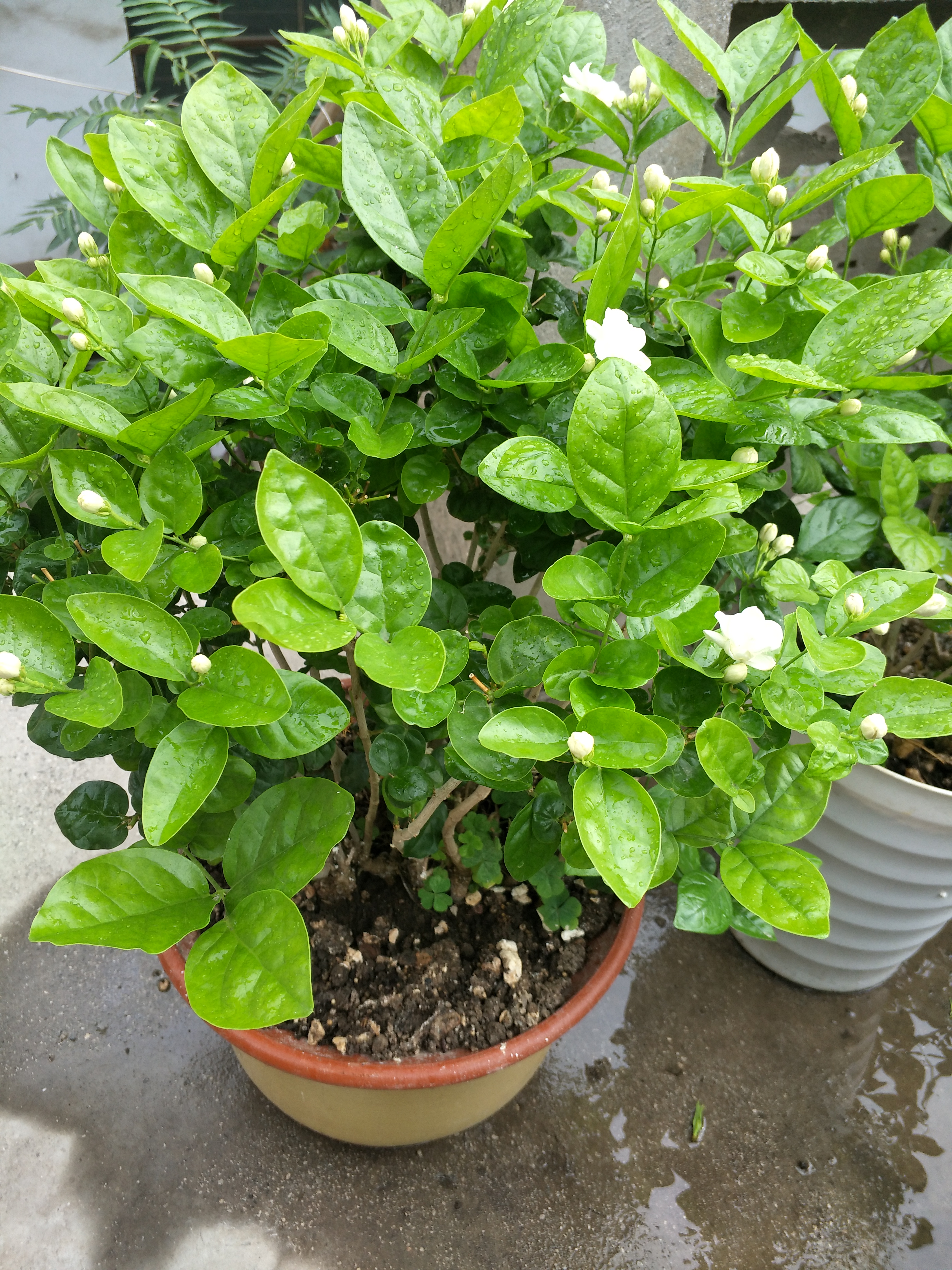 茉莉花叶片掉光怎么办,茉莉花叶片干枯掉落怎么办