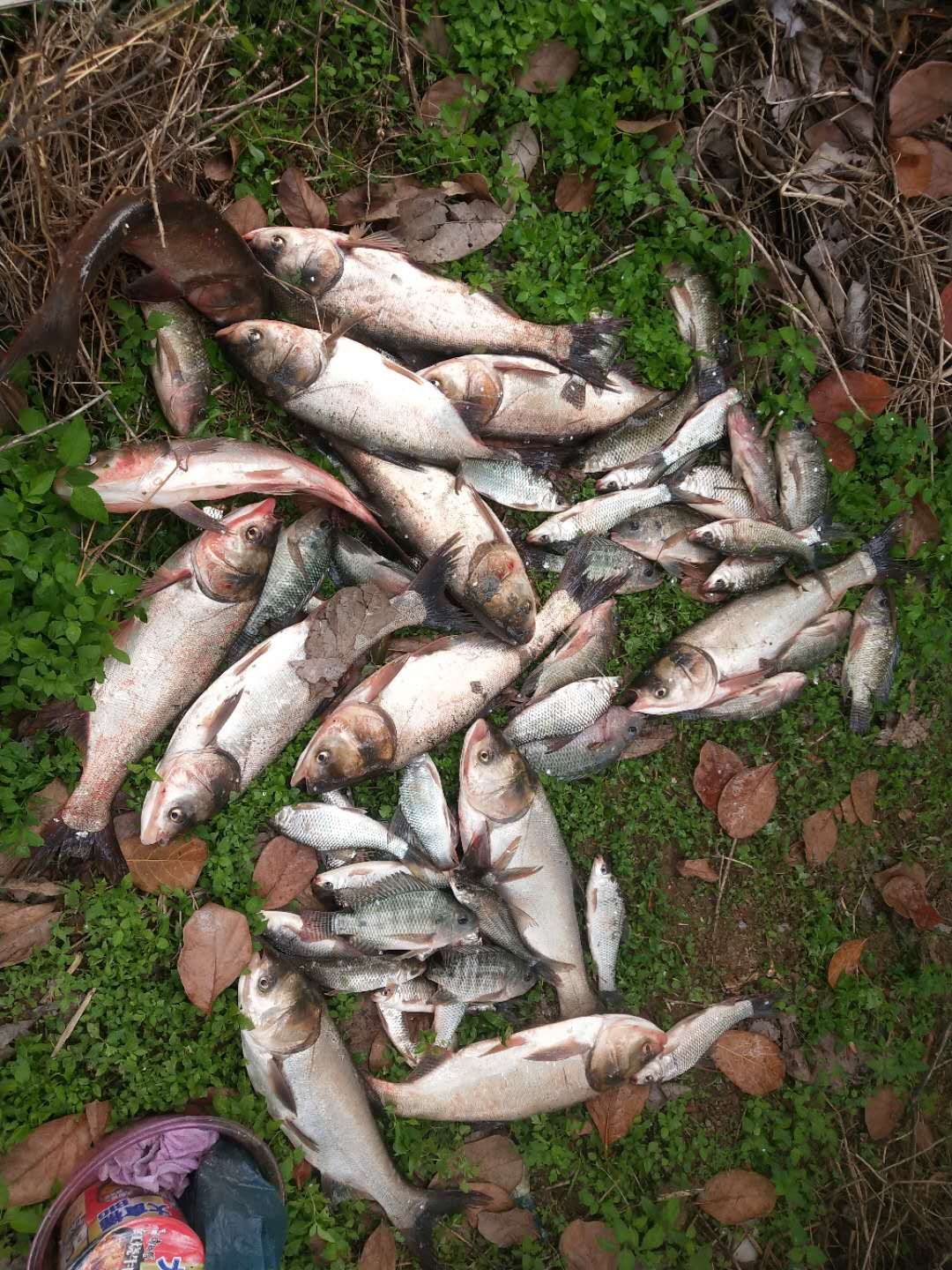 现在什么时候适合野钓鱼,野钓窗口期