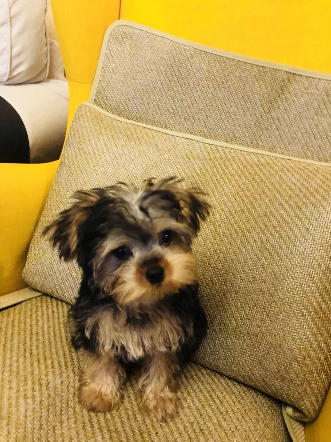 百而思除甲醛净化器使用方法,欧朗德斯除甲醛净化器测评