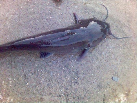 淡水鱼养殖技术和前景,哪种淡水鱼养殖经济效益更高