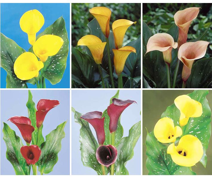 马蹄莲怎么养可多开花,马蹄莲怎么养才能多开花