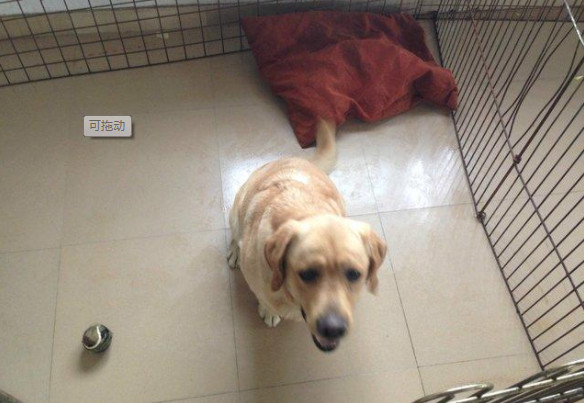 每个铲屎官必备的宠物小技巧,照顾幼犬这6大细节铲屎官别大意