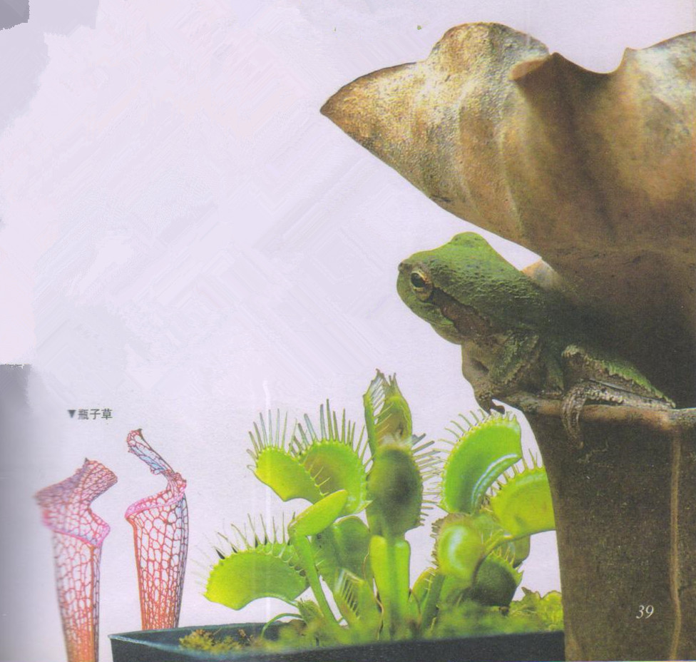 昆虫样子特点,昆虫视觉是什么样的