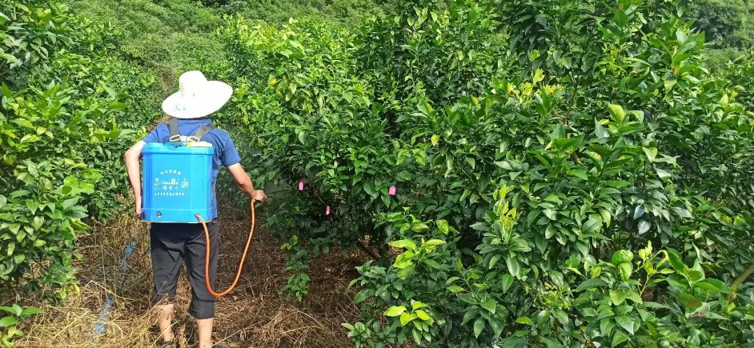 警惕！黄龙病发病率远超红线，木虱防治4大攻略必须牢记