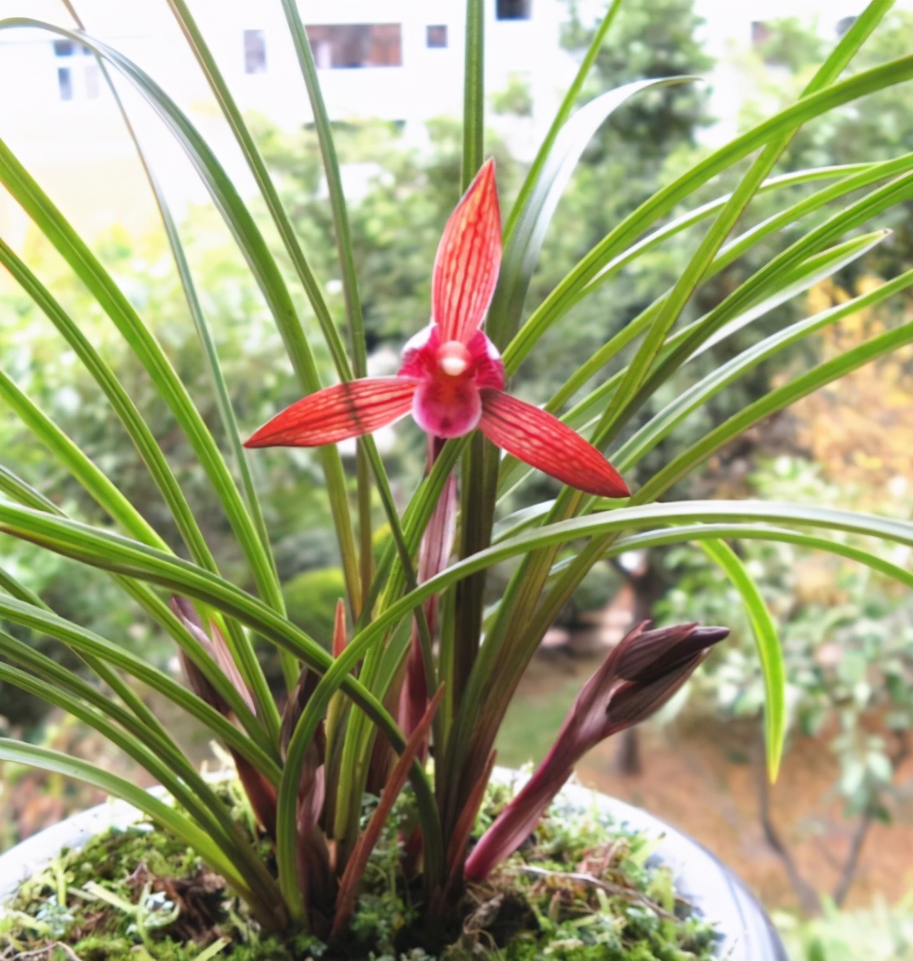 此兰曾2万一苗，被誉为“春兰之王”，是云南兰花界的骄傲