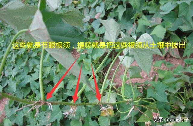 红薯怎样种出长条形,红薯怎么种植长藤