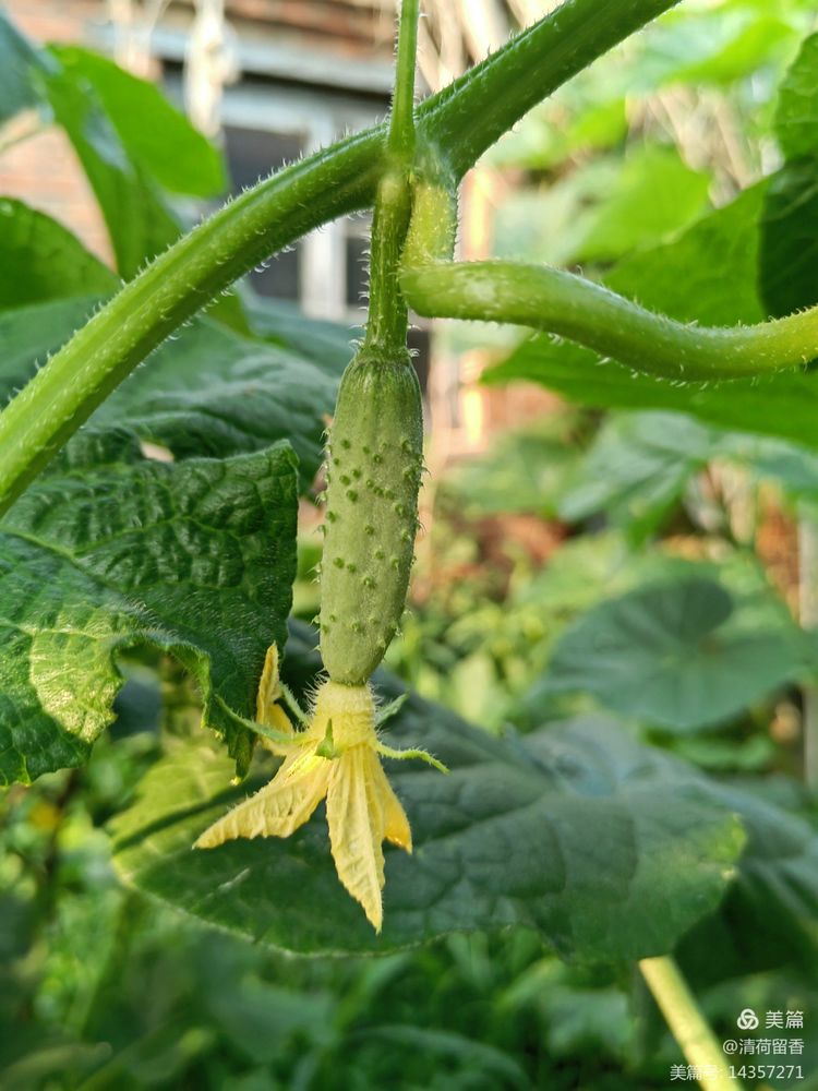 散文:黄黄的瓜花儿