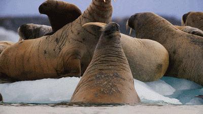 孩子必看的5部纪录片动物世界,最适合儿童观看的6部动物纪录片