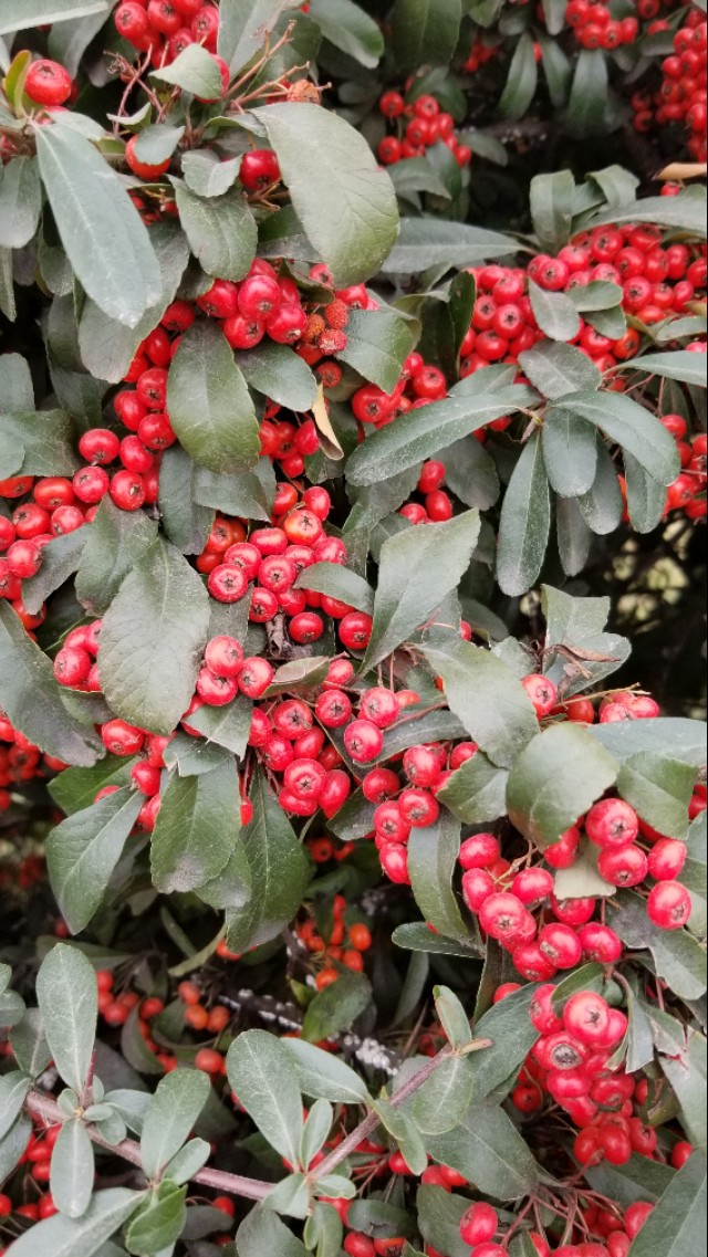 火棘俗称什么名字,火棘又叫什么名字