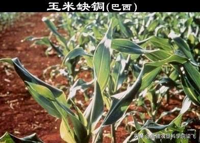 玉米缺磷的症状及治疗方法,玉米苗期缺磷和其他缺素症的区别