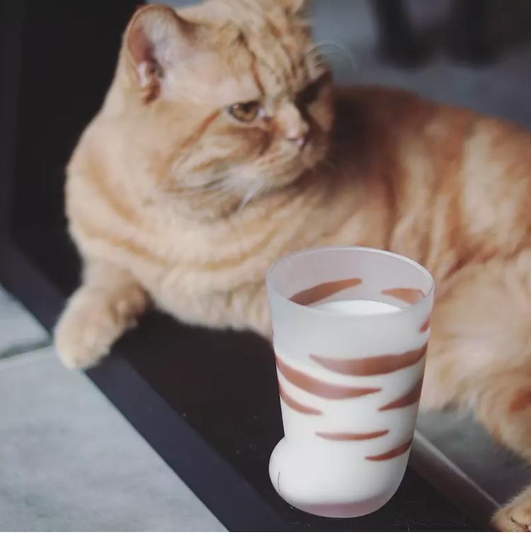 最值得买的猫爪杯,抢购猫爪杯其实可以优雅些