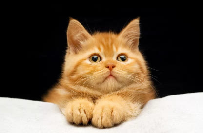 猫咪便秘大便带血,猫咪拉不出屎怎么快速解决