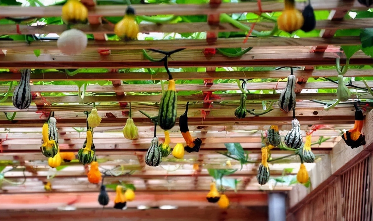 东南花都花博园景观,东南花都花博园