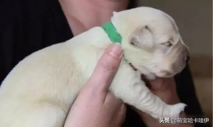 金毛生了个黑色小狗,金毛生一只崽