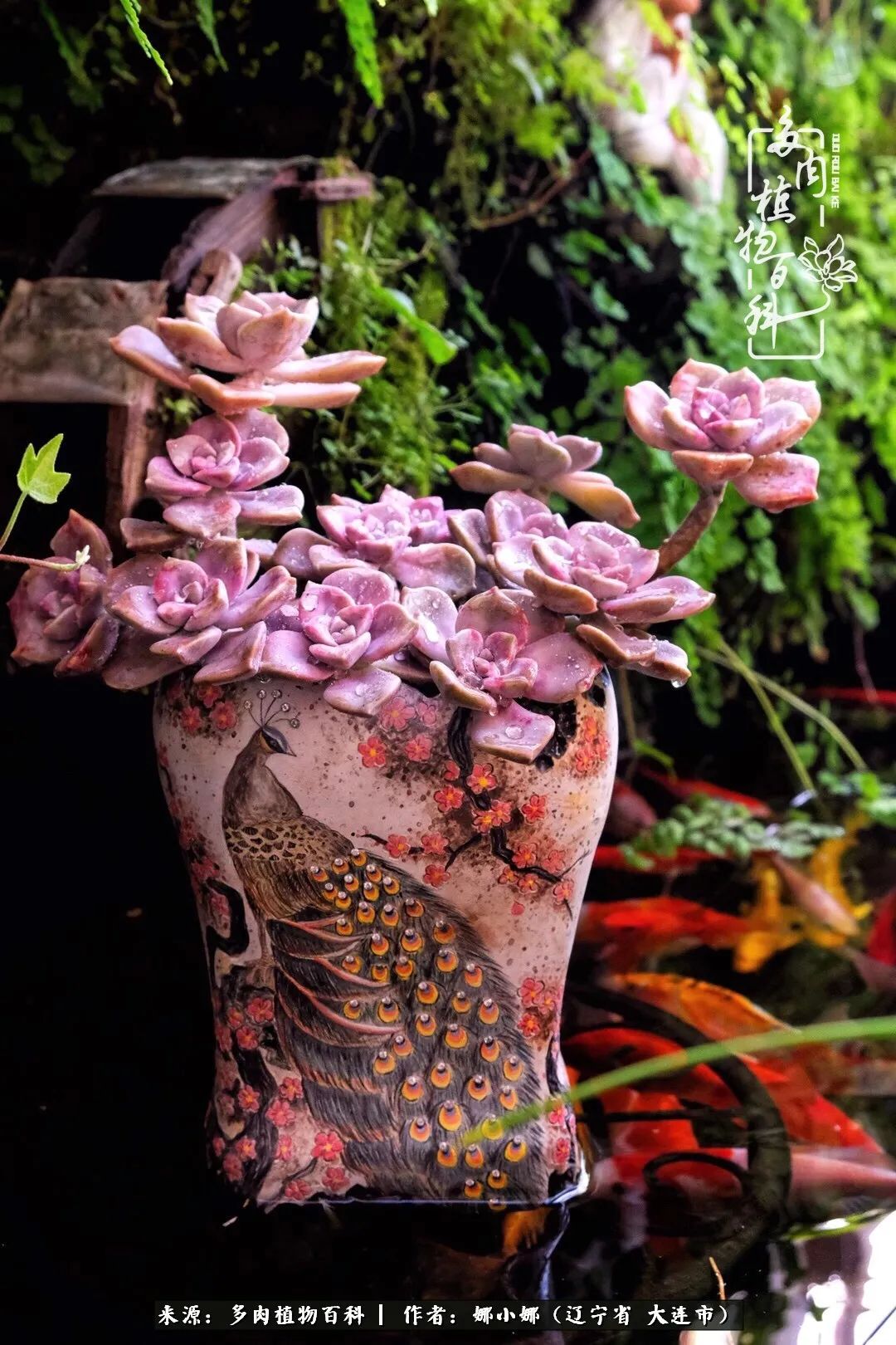 你是盆我是花，你护我周全，我为你绽放