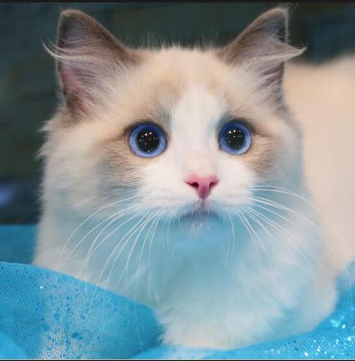 哪种猫咪均价昂贵,未来什么猫咪最畅销