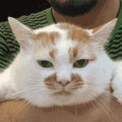 猫咪的动作都表示什么,猫咪的动作都代表什么呢