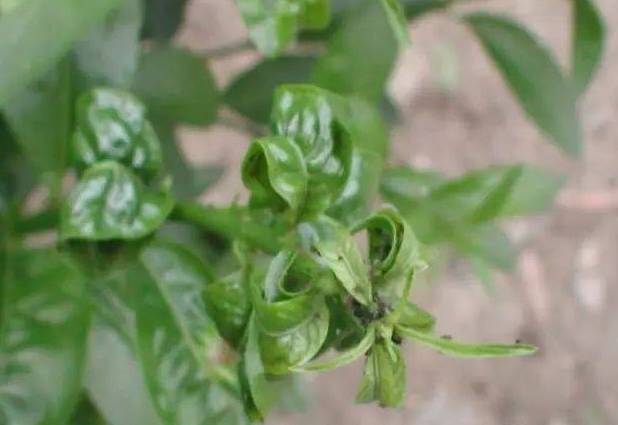 蚜虫的最新防治办法,蚜虫怎么危害植物小视频