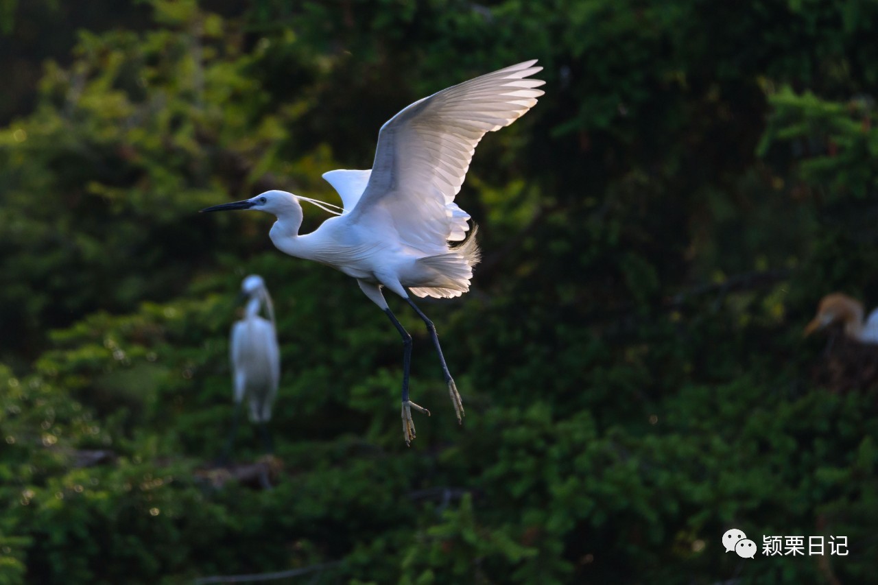 关于白鹭的资料,关于白鹭的资料五年级