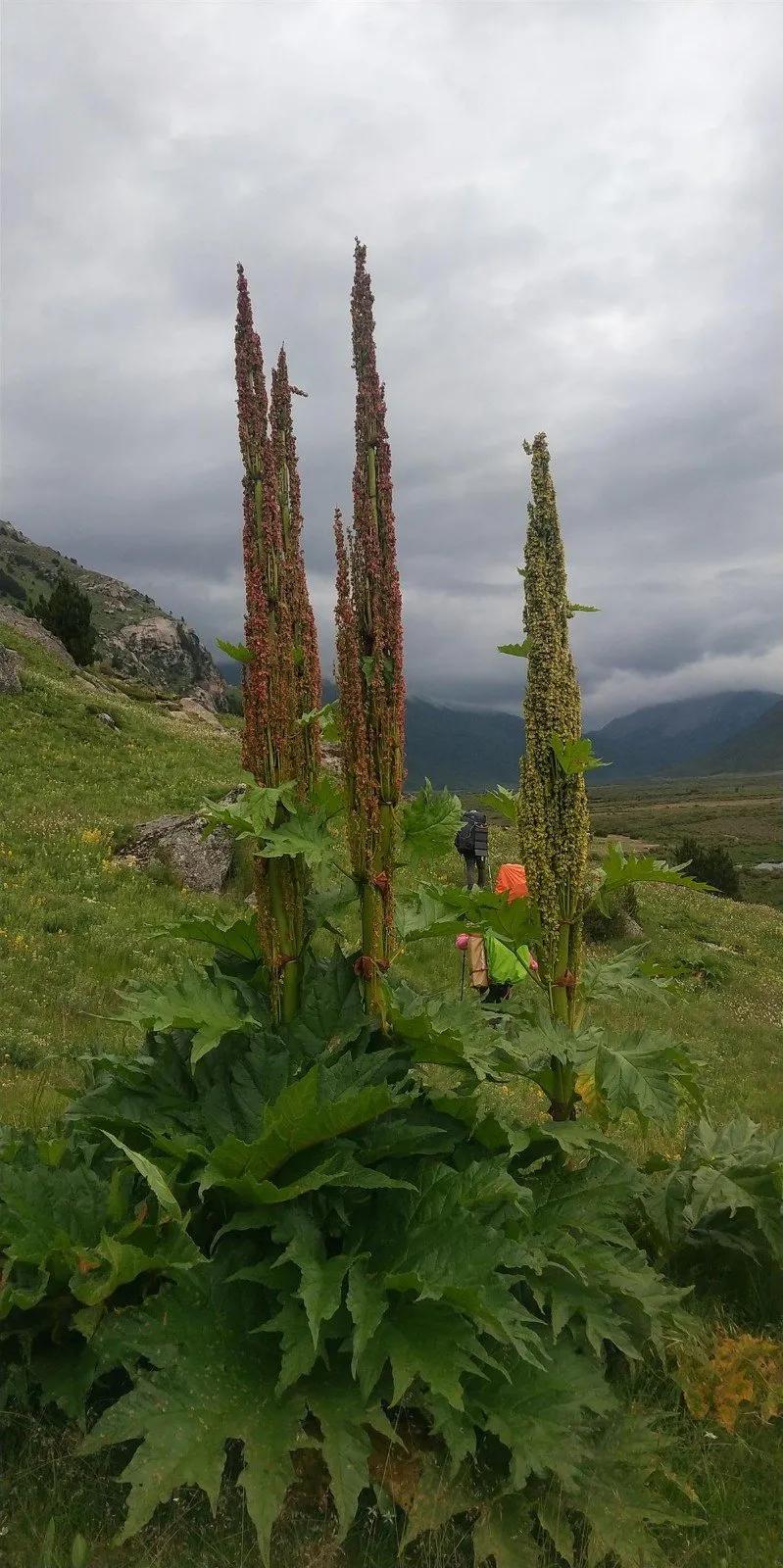 8月格聂c线,8月走格聂南线穿什么