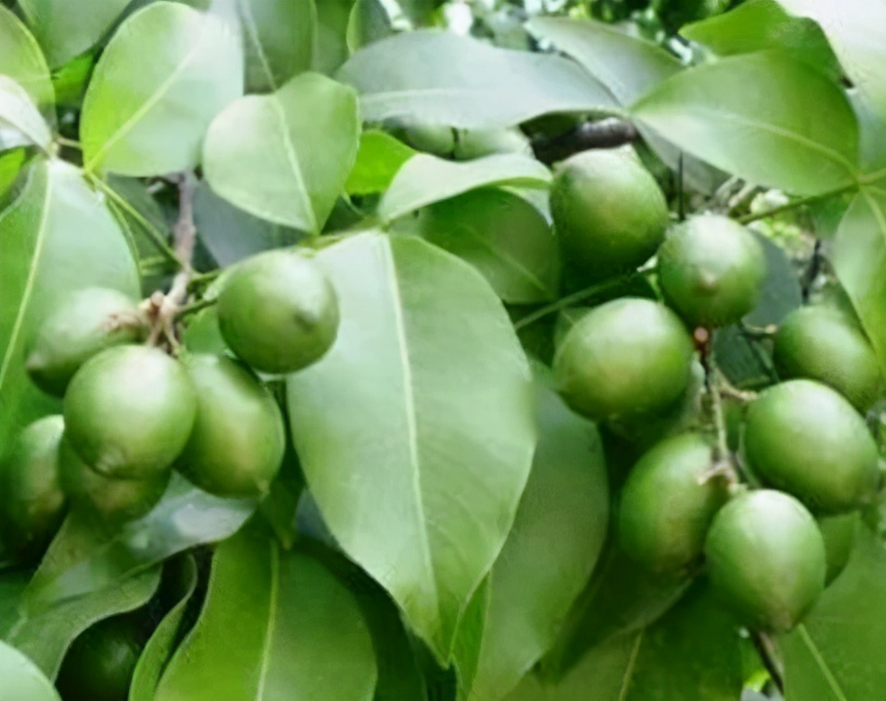 最“酸”的水果，果肉就像“鸡蛋”挂果期要150天，竟卖出天价