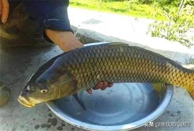 鱼上浮怎么开饵,鱼上浮怎么锚上来