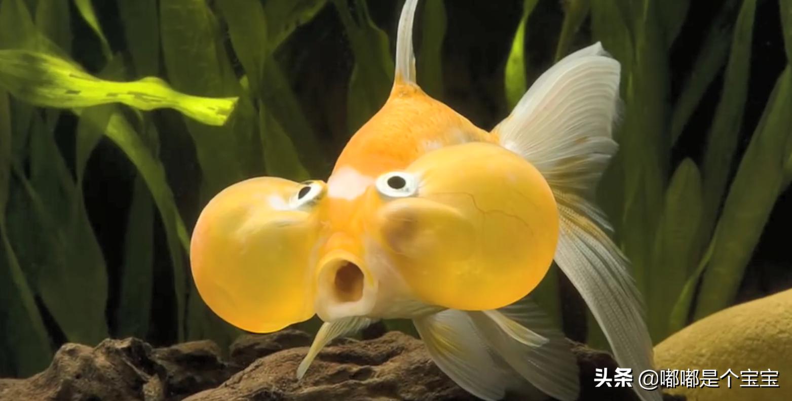 最恐怖的五种杂交生物,科学家搞出来的神奇杂交物种