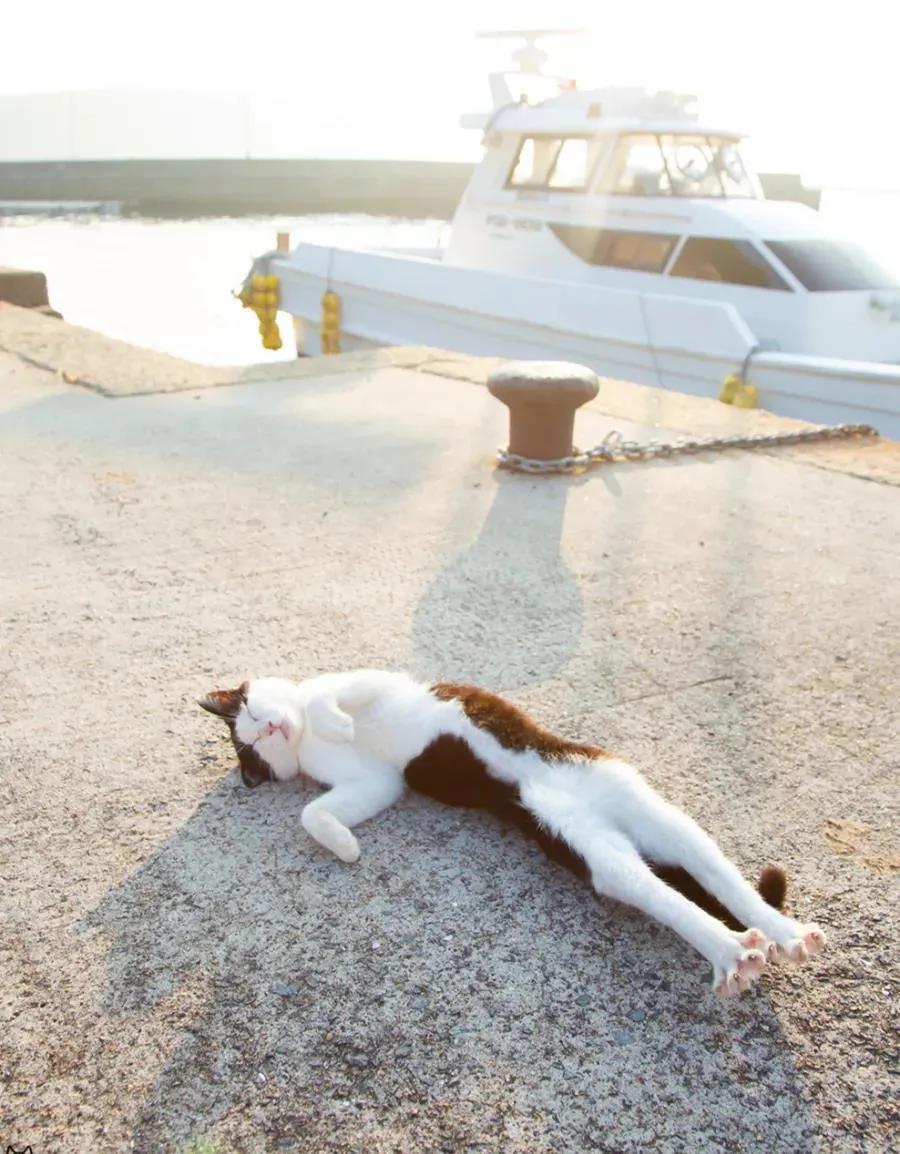 猫的终极凡尔赛：你的屏幕放不下我的腿