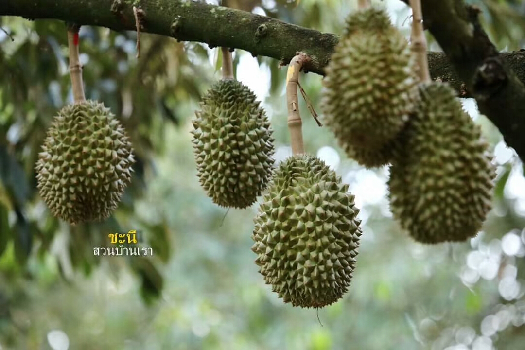 榴莲品种d13,泰国榴莲d197是什么品种