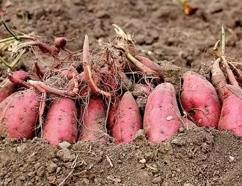 红薯怎么样种植才能提高产量,如何提高红薯的产量