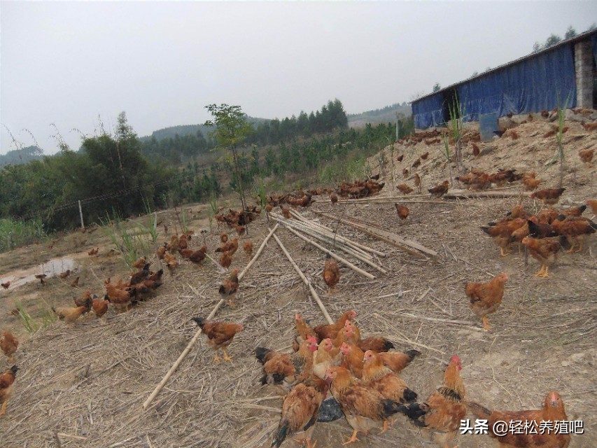 鸡群里零星跛脚怎么治疗,鸡瘫痪拉水白绿粪便怎么办