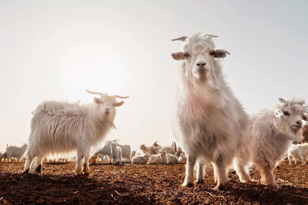 上万的大衣值得买吗,高端上万大衣